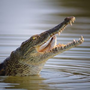 Nile crocodile swollowing fish