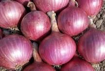 ONION