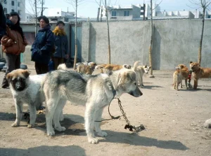 dog